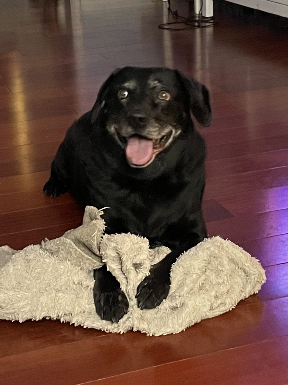 Vanilla the black Lab at home